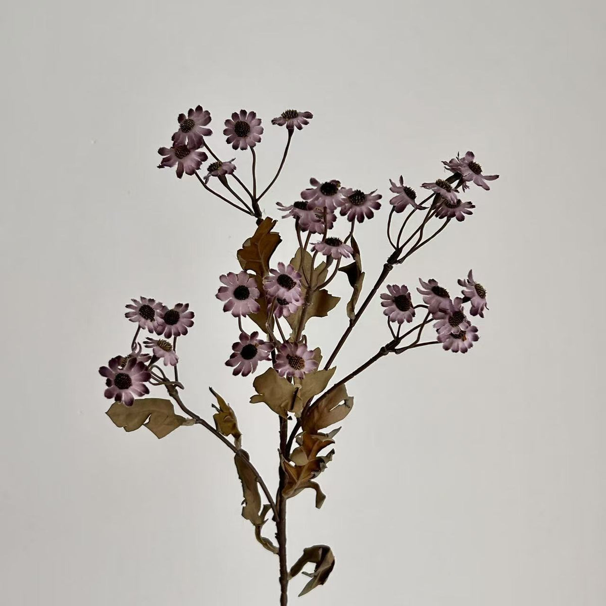 Decorative Dried Flowers | Kelmera