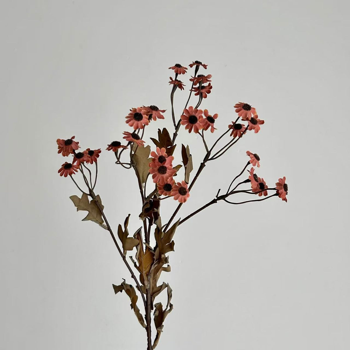 Decorative Dried Flowers | Kelmera