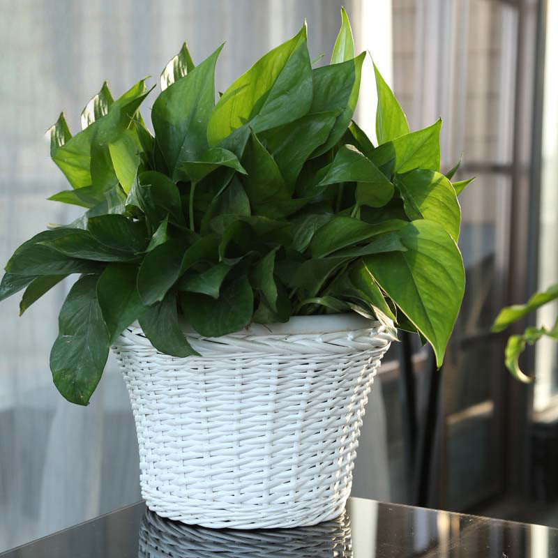Decorative Plant Basket made of Woven Material | Kelmera