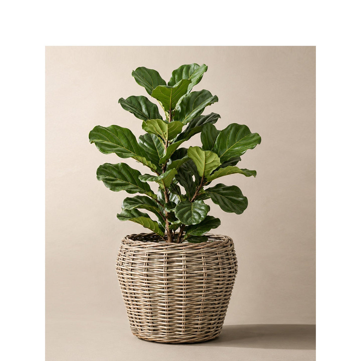 Decorative Plant Basket with Plastic Inner Bag | Kelmera