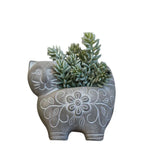 Decorative Plant Brown Black | Kelmera