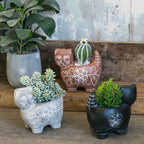 Decorative Plant Brown Black | Kelmera