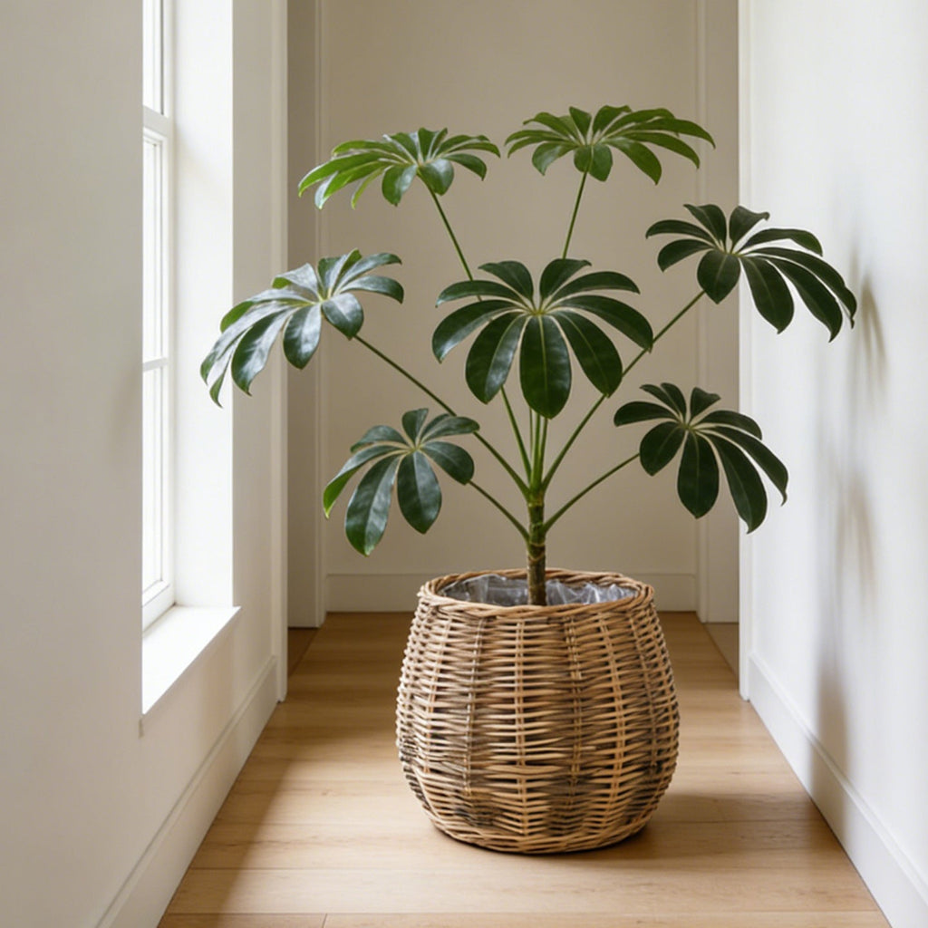High-Quality Plant Basket made of Natural Willow | Kelmera