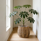 High-Quality Plant Basket made of Natural Willow | Kelmera