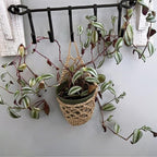 Macrame Plant Hanger White | Kelmera