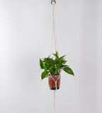 Macrame Plant Hanging Hooks | Kelmera