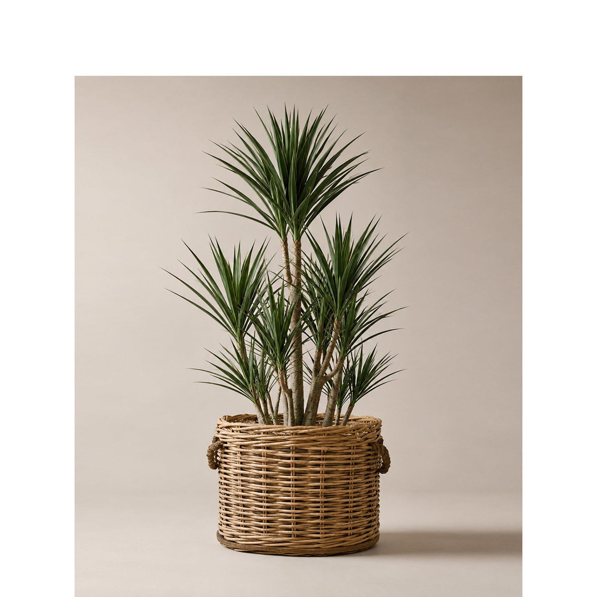 Willow Woven Basket with Inner Lining | Kelmera