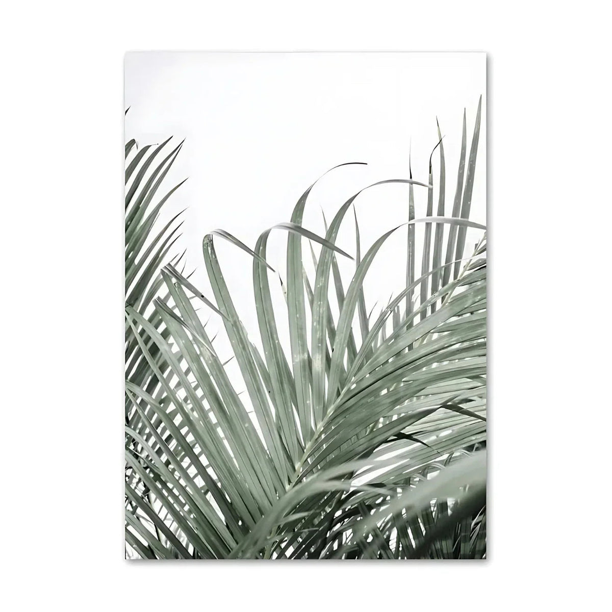 Zelmelta Print Collection